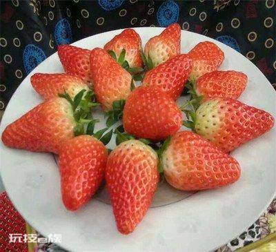 草莓哪个品种好吃又甜(口感好香甜味浓的草莓品种)-图片2